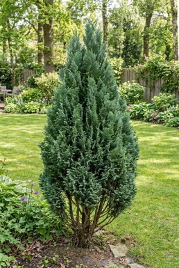Chamaecyparis lawsoniana 'Ellwood's Empire' Strauch