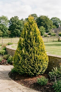 Chamaecyparis lawsoniana 'Ivonne' Strauch