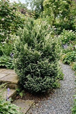 Chamaecyparis lawsoniana 'Pearly Swirls' Strauch