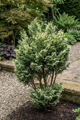 Chamaecyparis lawsoniana 'Pearly Swirls' Strauch