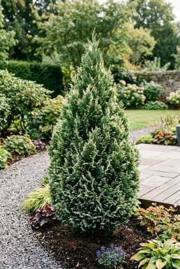 Chamaecyparis lawsoniana 'Snow White' Strauch