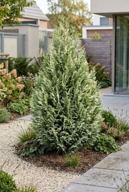Chamaecyparis lawsoniana 'Snow White' Strauch