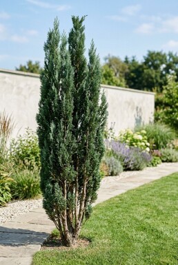 Chamaecyparis lawsoniana 'Wissel's Saguaro' Strauch