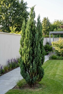Chamaecyparis lawsoniana 'Wissel's Saguaro' Strauch