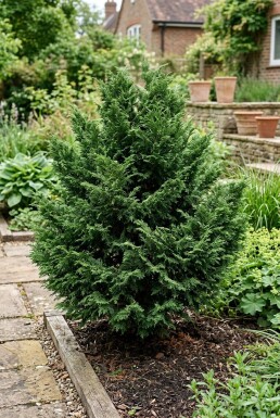 Chamaecyparis 'Meroki Twin' Strauch