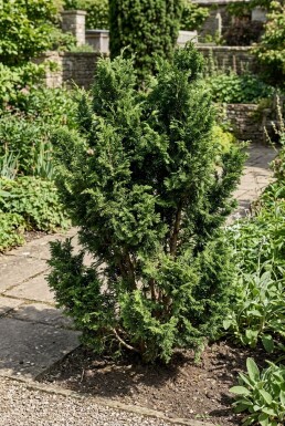 Chamaecyparis 'Meroki Twin' Strauch
