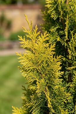 Chamaecyparis nootkatensis 'Moonshot' Stämmchen