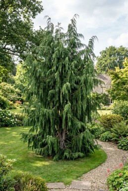 Chamaecyparis nootkatensis 'Pendula' Strauch