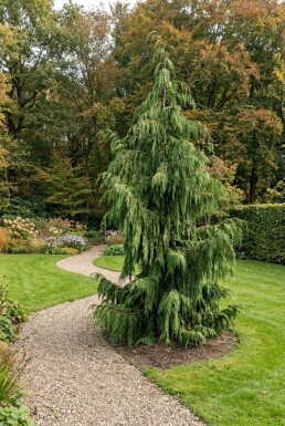 Chamaecyparis nootkatensis 'Pendula' Strauch