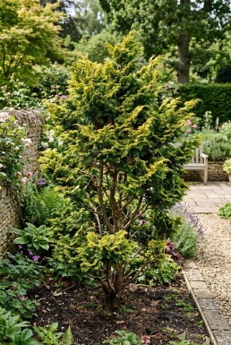 Chamaecyparis obtusa 'Fernspray Gold' Strauch