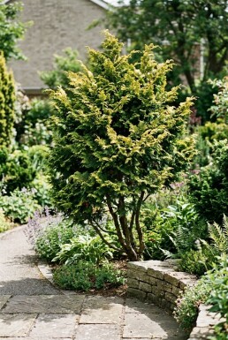 Chamaecyparis obtusa 'Fernspray Gold' Strauch