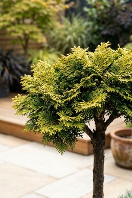Chamaecyparis obtusa 'Nana Aurea' Aufstammung