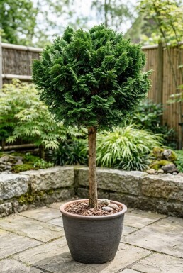Chamaecyparis obtusa 'Nana Gracilis' Stamm