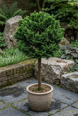 Chamaecyparis obtusa 'Nana Gracilis' Stamm