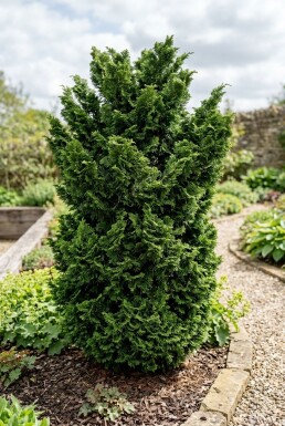 Chamaecyparis obtusa 'Teddy Bear' Strauch