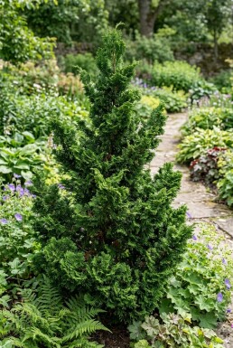 Chamaecyparis obtusa 'Teddy Bear' Strauch
