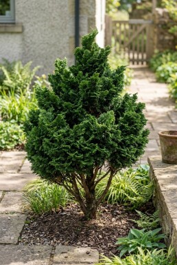 Chamaecyparis obtusa 'Gitte' Strauch