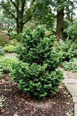 Chamaecyparis obtusa 'Gitte' Strauch