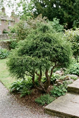 Chamaecyparis pisifera 'Filifera Nana' Mehrstämmig