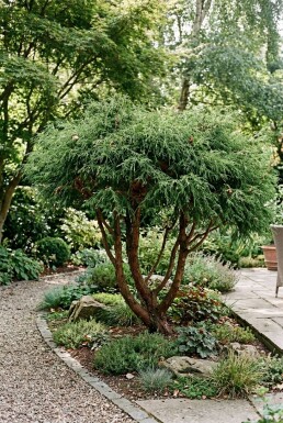 Chamaecyparis pisifera 'Filifera Nana' Mehrstämmig