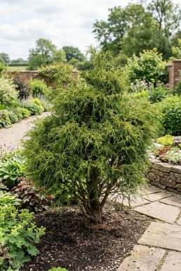 Chamaecyparis pisifera 'Filifera Nana' Strauch