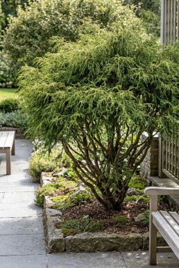 Chamaecyparis pisifera 'Filifera Nana' Strauch