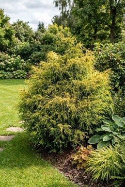 Chamaecyparis pisifera 'Sungold' Strauch