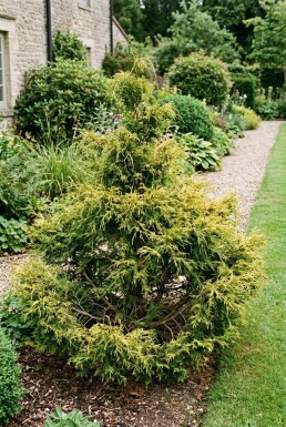 Chamaecyparis pisifera 'Sungold' Strauch