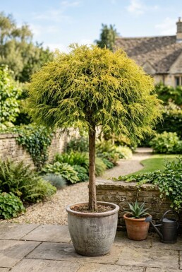 Chamaecyparis pisifera 'Sungold' auf Stamm