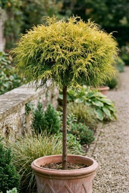 Chamaecyparis pisifera 'Sungold' auf Stamm
