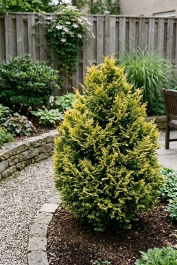 Chamaecyparis 'Yellow Teddy Bear' Strauch