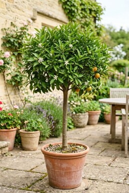 Citrus nobilis Auf Stamm