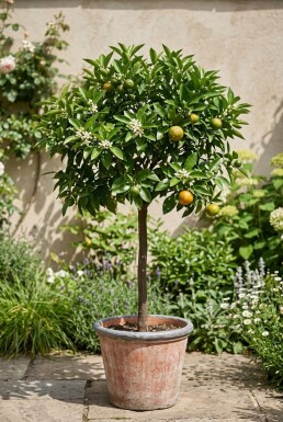 Citrus nobilis Auf Stamm