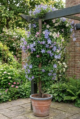 Clematis alpina Stab