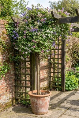 Clematis alpina Stab