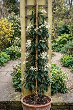 Clematis armandii Stab