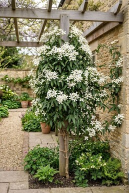 Clematis armandii 'Snowdrift' Stab Immergrüne Clematis