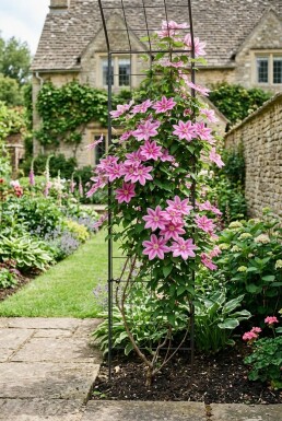 Clematis 'Bagatelle' am Stab