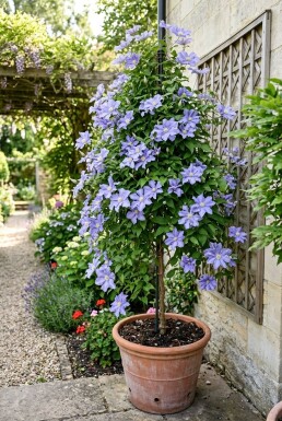Clematis 'Blekitny Aniol' Stab