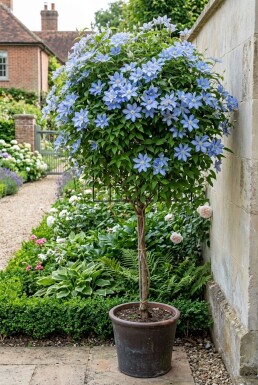 Clematis 'Blekitny Aniol' Stab