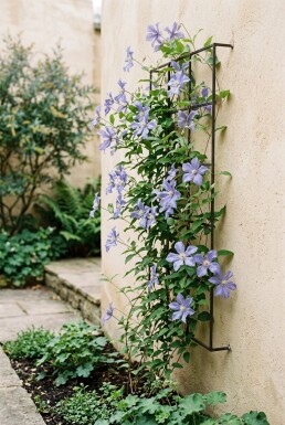 Clematis 'Blekitny Aniol' Stab