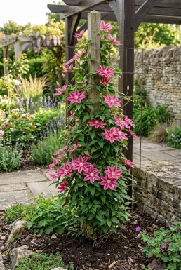 Clematis 'Capitaine Thuilleaux' Stab