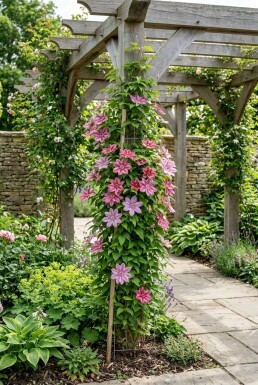 Clematis 'Capitaine Thuilleaux' Stab