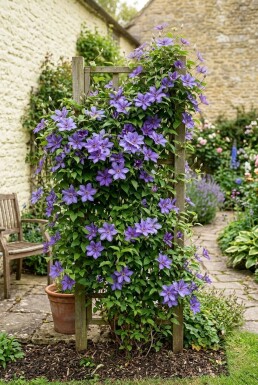 Clematis 'Etoile de Malicorne' gestäbt 70 cm C2