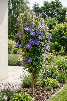 Clematis 'Etoile de Malicorne' gestäbt 70 cm C2