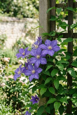 Clematis 'Etoile de Malicorne' gestäbt 70 cm C2