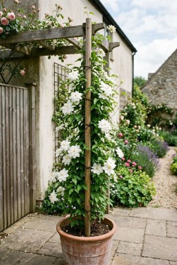 Clematis florida 'Alba Plena' Stab Kletterpflanze
