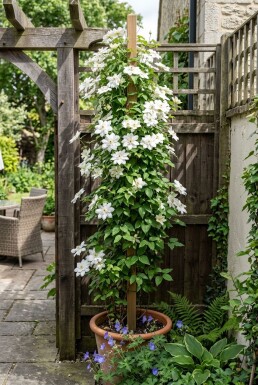 Clematis florida 'Alba Plena' Stab Kletterpflanze