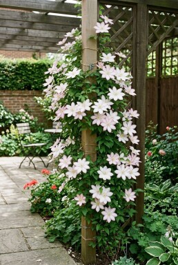 Clematis 'Gladys Picard' Stab