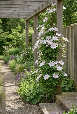 Clematis 'Gladys Picard' Stab